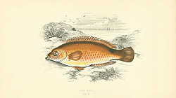 Постер Rock Cook