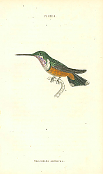 Постер Trochilus Orthura