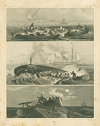 Постер Iconographic Encyclopedia: морское рыболовство 1 Постер Iconographic Encyclopedia: морское рыболовство 1