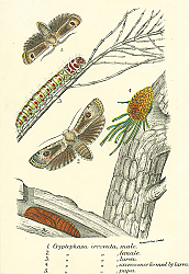 Постер Cryptophasa irrorata