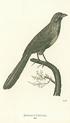 Постер Rufous Coucal, male