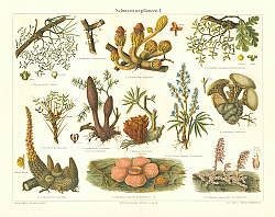 Постер Schmarotzerpflanzen I