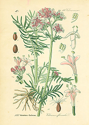 Постер Valerianaceae, Valeriana officinalis 1 Постер Valerianaceae, Valeriana officinalis 1