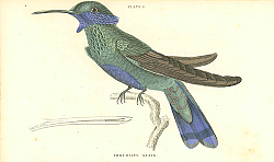 Постер Trochilus Anais