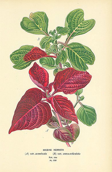 Iresine Herbstii (A) var. acuminata (B) var. aureo-reticutata 1