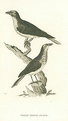 Постер Great Honey Guide