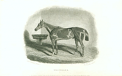 Постер Traveller