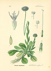 Постер Globulariaceae, Globularia vulgaris 1 Постер Globulariaceae, Globularia vulgaris 1