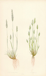 Постер Aira Canecens, a. Praecox 1