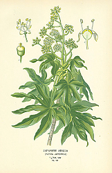 Постер Japanese Aralia (Fatsia Japonica) 1 Постер Japanese Aralia (Fatsia Japonica) 1