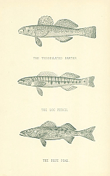 Постер The Tessellated Darter, The Log Perch, The Blue Pike 2