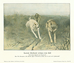 Постер Russische Windbunde verfolgen einen Wolf 1