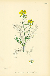Постер Nasturtium Sylvestre. Creeping Yellow-cress. Постер Nasturtium Sylvestre. Creeping Yellow-cress.