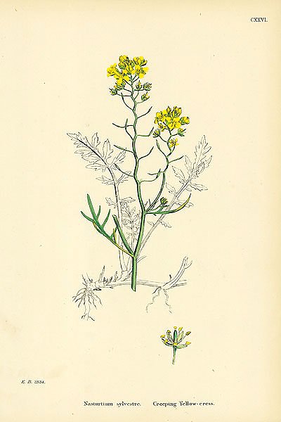Nasturtium Sylvestre. Creeping Yellow-cress.