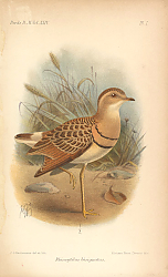 Постер Rhinoptilus Bisignatus 1