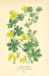 Постер Canary Creeper (Tropaeolum Peregrinum) 1 Постер Canary Creeper (Tropaeolum Peregrinum) 1