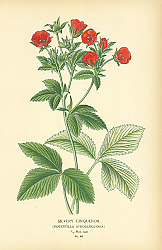 Постер Silvery Cinquefoil (Potentilla Atrosanguinea) 1 Постер Silvery Cinquefoil (Potentilla Atrosanguinea) 1