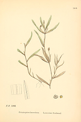 Постер English Botany №228 1