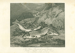 Постер The Rose, Shamrock and Thistle. Scotch, English and Irish Trout 1