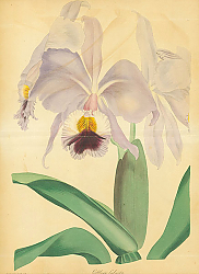 Постер Cattleya Labiata 2