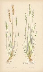 Постер Festuca Bromoides, f. Ovina 1
