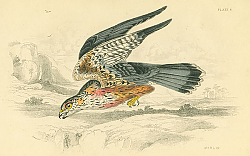 Постер Merlin 1