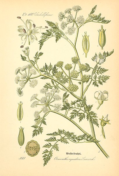 Flora von Deutschland №6 1