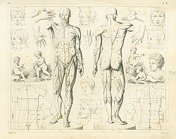 Постер Iconographic Encyclopedia: пропорции тела и мышцы 1 Постер Iconographic Encyclopedia: пропорции тела и мышцы 1