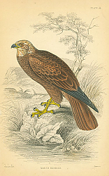 Постер Marsh Harrier 4