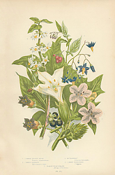 Постер Common Thorn Apple, Common Henbane, Bittersweet, Common Nightshade, Dedly Nightshade 1