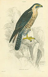 Постер Peregrine Falcon 1