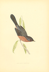 Постер Dartford Warbler 8
