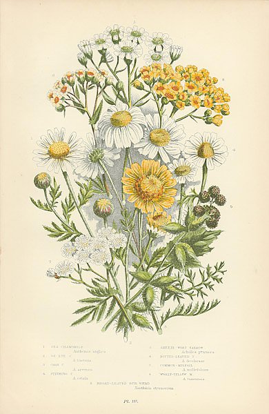 Sea Chamomille, Ox-eye c., Corn c., Stinking c., Sneeze-wort Yarrow, Dotted-leaved y., Common-milfol 1