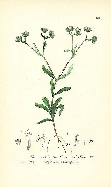 Fedia carinata. Carinated Fedia