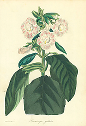 Постер Sinningie Guttata