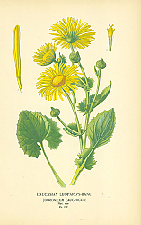 Постер Caucasian Leopard's-bane (Doronicum Caucasicum) 1 Постер Caucasian Leopard's-bane (Doronicum Caucasicum) 1