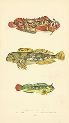 Постер Blennoid Fish, Shanny, Montagus Blenny