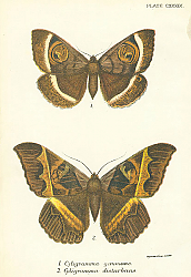 Постер Cyligramma gemmans, Cyligramma disturbans Постер Cyligramma gemmans, Cyligramma disturbans