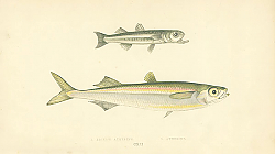 Постер Boier's Atherine, Atherine