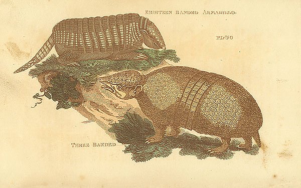 Eighteen Banded Armadillo, Three Banded