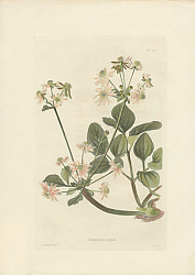 Постер Knowltonia Rigida 1