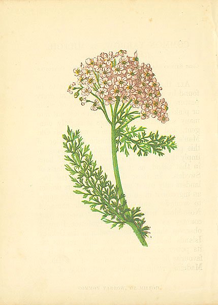 Common Yarrow, or Milfoil 1
