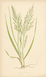 Постер Festuca Sylvatica 1