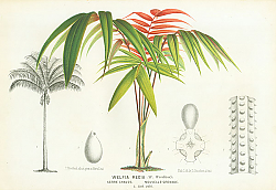 Постер Welfia Regia 1