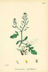 Постер Nasturtium Palustre. Marsh Yellow-cress. Постер Nasturtium Palustre. Marsh Yellow-cress.