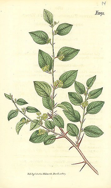 Curtis Ботаника №53