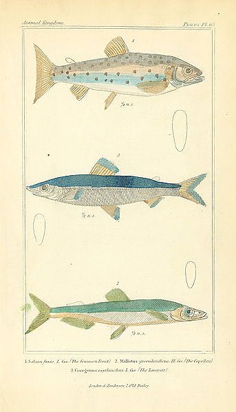 Salmo fario, Mallotus groenlandicus, Coreganus oxyrhinchus