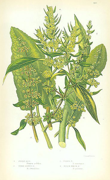 Fiddle Dock, Broad Leaved, Golden, Yellow Marsh 1