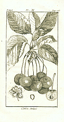 Постер Cerise Ambre