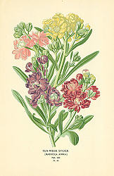 Постер Ten-week Stock (Mathiola Annua) 1